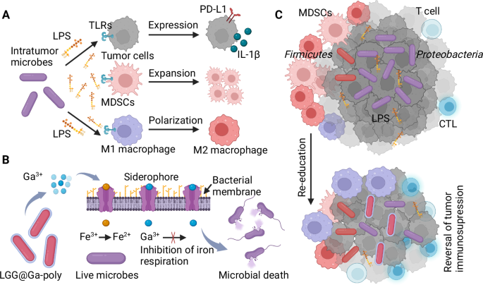 Probiotics functionalized with a gallium-polyphenol network modulate the intratumor microbiota and promote anti-tumor immune responses in pancreatic cancer.