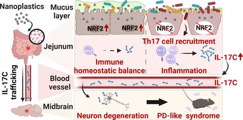 Fragile Guts Make Fragile Brains: Intestinal Epithelial <i>Nrf2</i> Deficiency Exacerbates Neurotoxicity Induced by Polystyrene Nanoplastics.