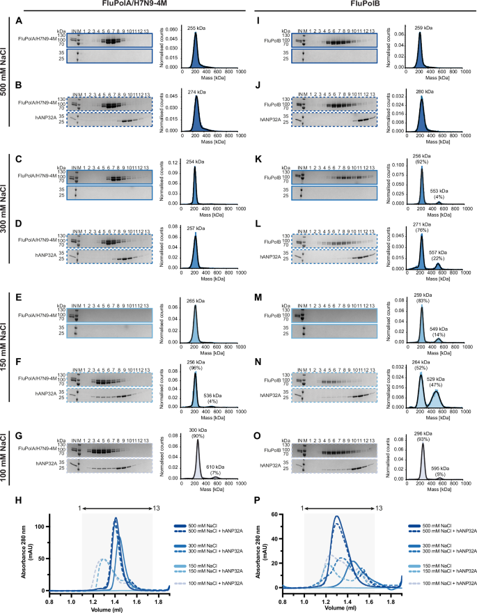 Structures of influenza A and B replication complexes give insight into avian to human host adaptation and reveal a role of ANP32 as an electrostatic chaperone for the apo-polymerase