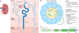 Advances in uromodulin biology and potential clinical applications