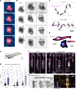 Compression-dependent microtubule reinforcement enables cells to navigate confined environments