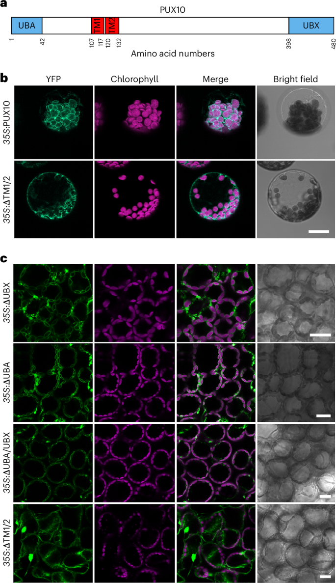 Recruitment of Cdc48 to chloroplasts by a UBX-domain protein in chloroplast-associated protein degradation