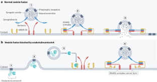 Insights from 25 years of onabotulinumtoxinA in migraine — mechanisms and management