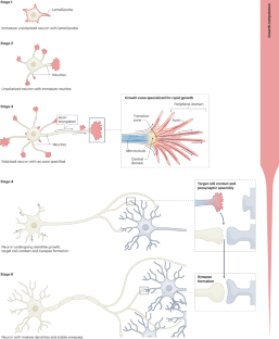 Neuronal maturation and axon regeneration: unfixing circuitry to enable repair