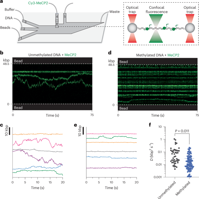 Differential dynamics specify MeCP2 function at nucleosomes and methylated DNA