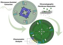 Microwave-assisted extraction, separation, and chromogenic detection of laced marijuana for presumptive point-of-interdiction testing†