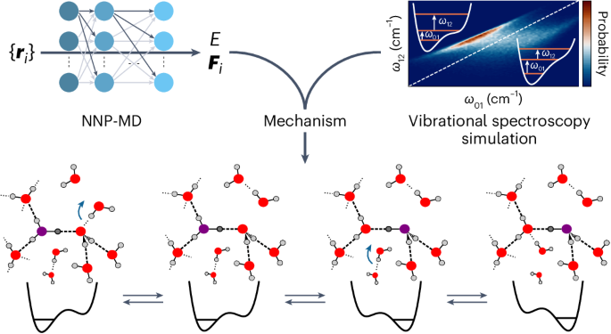 Neural-network-based molecular dynamics simulations reveal that proton transport in water is doubly gated by sequential hydrogen-bond exchange