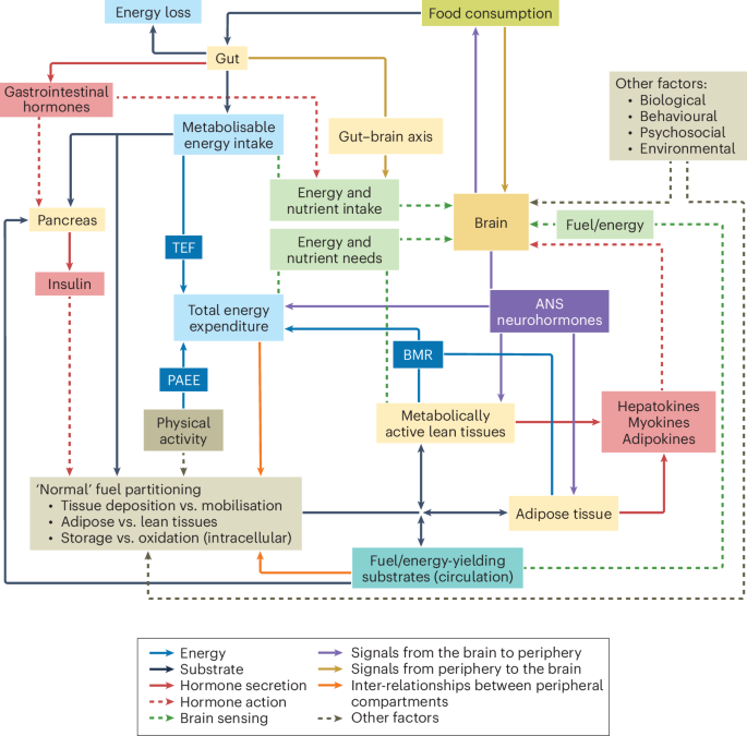 On the pathogenesis of obesity: causal models and missing pieces of the puzzle