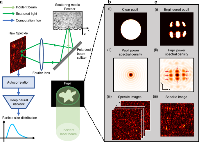 Non-invasive estimation of the powder size distribution from a single speckle image