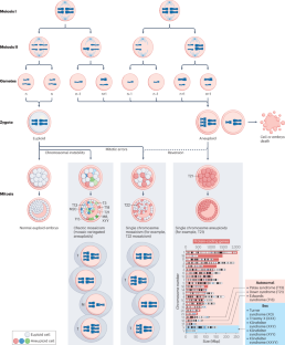 Mosaic variegated aneuploidy in development, ageing and cancer