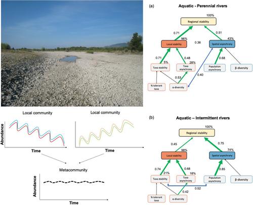River flow intermittence influence biodiversity–stability relationships across spatial scales: Implications for an uncertain future