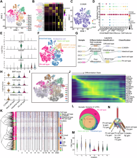 CCKBR+ cancer cells contribute to the intratumor heterogeneity of gastric cancer and confer sensitivity to FOXO inhibition