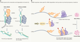 Putting together pieces of the LIN28A pathway puzzle