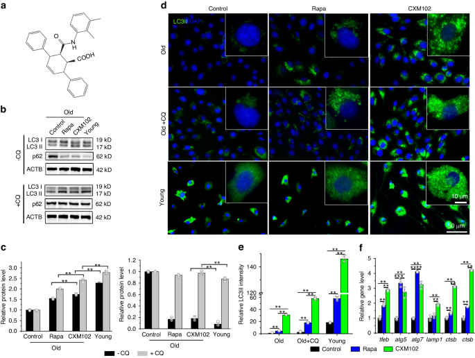 Rejuvenation of BMSCs senescence by pharmacological enhancement of TFEB-mediated autophagy alleviates aged-related bone loss and extends lifespan in middle aged mice.