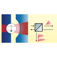 Realization of a Coherent and Efficient One-Dimensional Atom