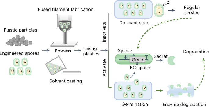 Degradable living plastics programmed by engineered spores