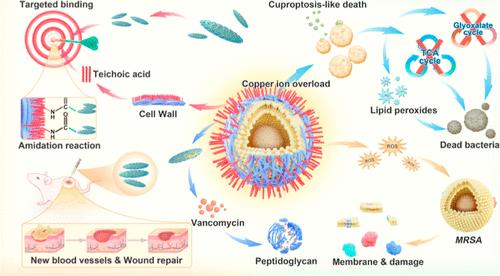 Nanoarchitectonics of <i>in Situ</i> Antibiotic-Releasing Acicular Nanozymes for Targeting and Inducing Cuproptosis-like Death to Eliminate Drug-Resistant Bacteria.