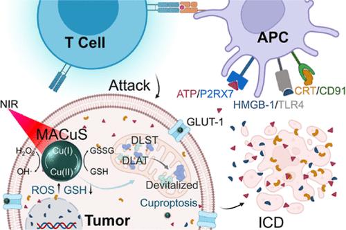 Tumor Metabolism Aiming Cu<sub>2-<i>x</i></sub>S Nanoagents Mediate Photothermal-Derived Cuproptosis and Immune Activation.