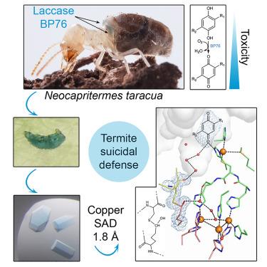 Crystal structure of blue laccase BP76, a unique termite suicidal defense weapon.