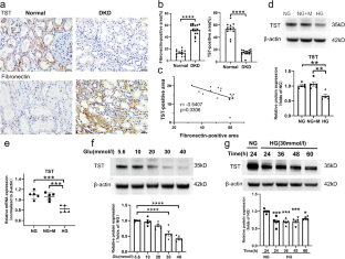 Deficiency of thiosulfate sulfurtransferase mediates the dysfunction of renal tubular mitochondrial fatty acid oxidation in diabetic kidney disease.