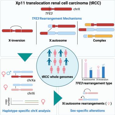 A genetic basis for sex differences in Xp11 translocation renal cell carcinoma.