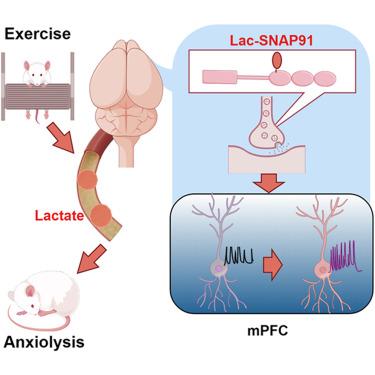 Physical exercise mediates cortical synaptic protein lactylation to improve stress resilience.