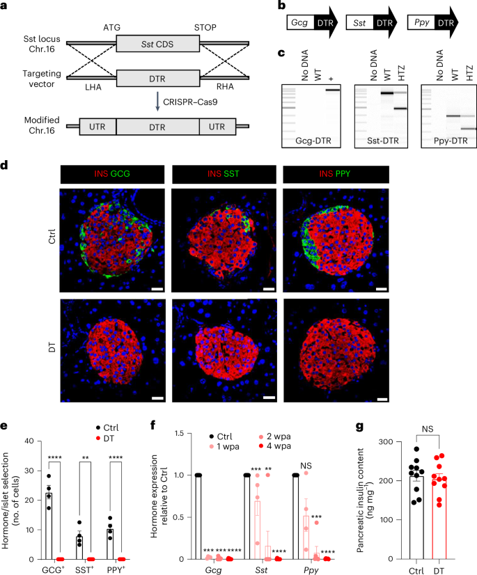 Regulated and adaptive in vivo insulin secretion from islets only containing β-cells.