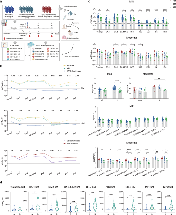 Immune recall enhances cross-reactive antibody longevity after a large wave of SARS-CoV-2 breakthrough infection.