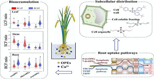 Co-exposure with Copper Alters the Uptake, Accumulation, Subcellular Distribution, and Biotransformation of Organophosphate Triesters in Rice (<i>Oryza sativa</i> L.).