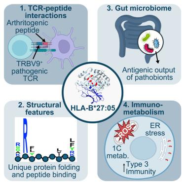 Emerging biochemical, microbial and immunological evidence in the search for why HLA-B<sup>∗</sup>27 confers risk for spondyloarthritis.