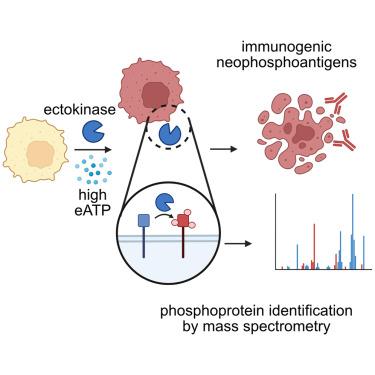 Chemoproteomics reveals immunogenic and tumor-associated cell surface substrates of ectokinase CK2α