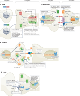 Advances in the labelling and selective manipulation of synapses.