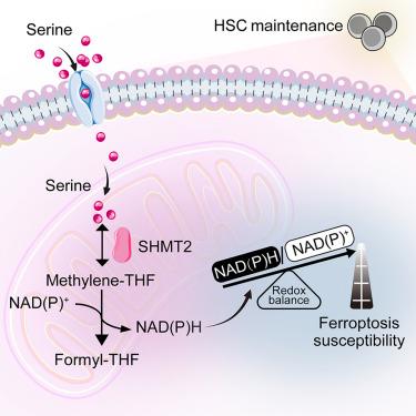 Mitochondrial serine catabolism safeguards maintenance of the hematopoietic stem cell pool in homeostasis and injury