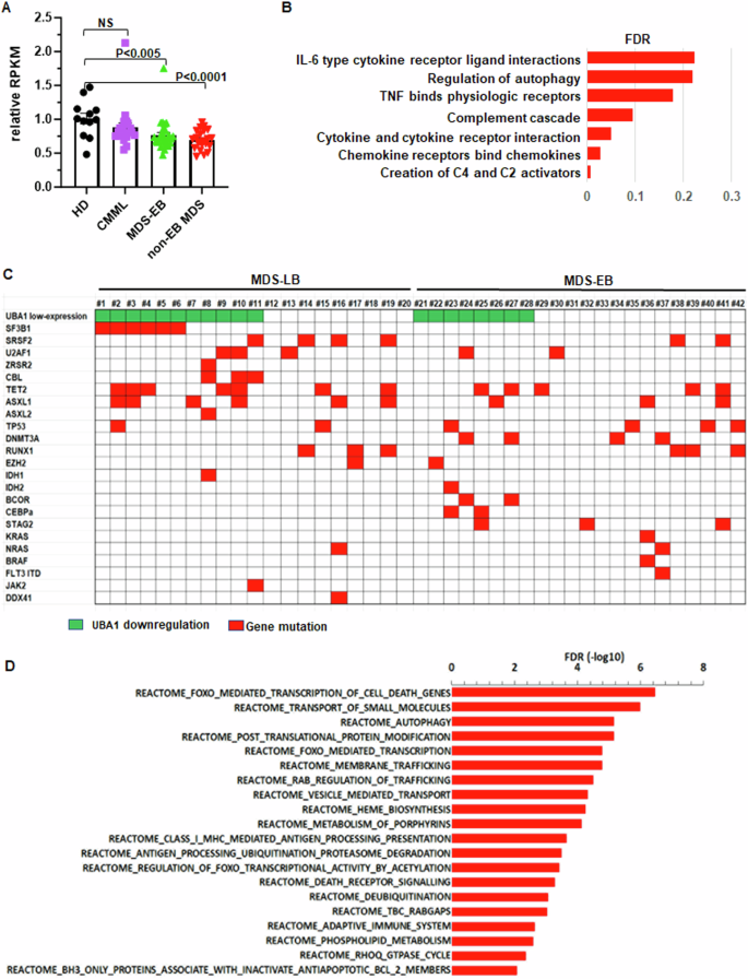 Downregulation of UBA1 expression in myelodysplastic neoplasm