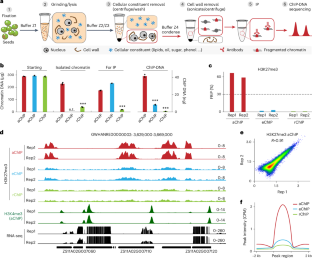 aChIP is an efficient and sensitive ChIP-seq technique for economically important plant organs