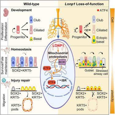 Context-dependent roles of mitochondrial LONP1 in orchestrating the balance between airway progenitor versus progeny cells