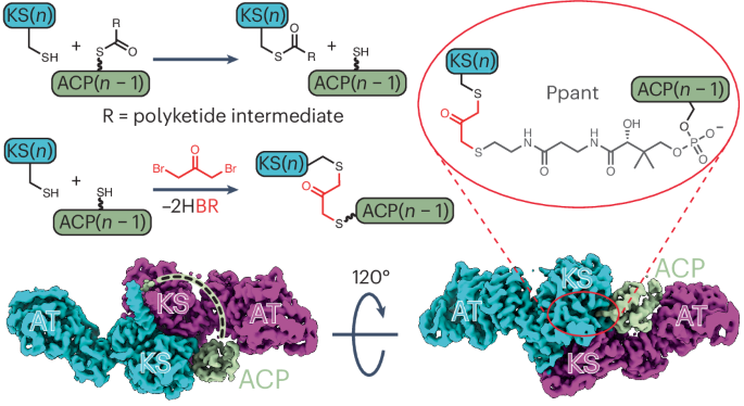 Structural basis for intermodular communication in assembly-line polyketide biosynthesis