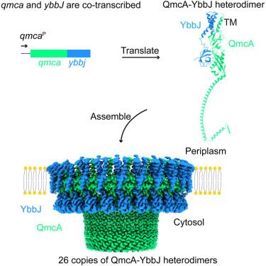 Cryo-EM structure of the SPFH-NfeD family protein complex QmcA-YbbJ