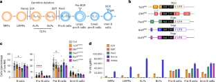 Transcriptional function of E2A, Ebf1, Pax5, Ikaros and Aiolos analyzed by in vivo acute protein degradation in early B cell development