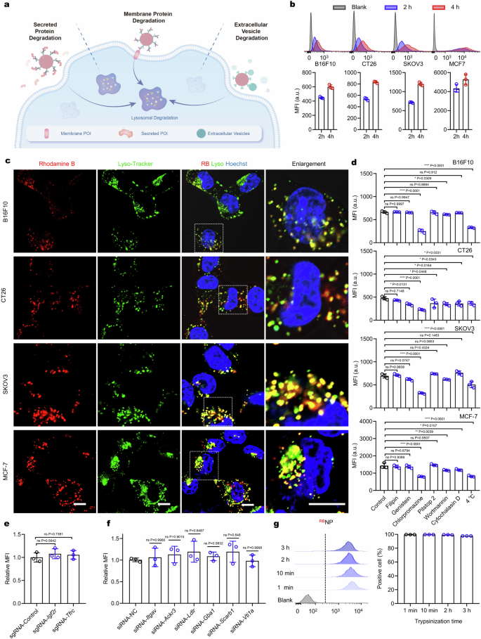 A plug-and-play monofunctional platform for targeted degradation of extracellular proteins and vesicles.