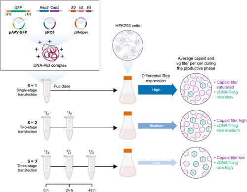 Multidose transient transfection of human embryonic kidney 293 cells modulates recombinant adeno-associated virus2/5 Rep protein expression and influences the enrichment fraction of filled capsids.