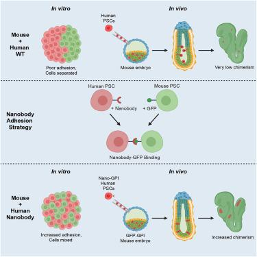 Incompatibility in cell adhesion constitutes a barrier to interspecies chimerism