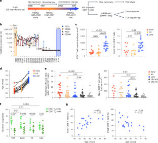 Clonal succession after prolonged antiretroviral therapy rejuvenates CD8+ T cell responses against HIV-1