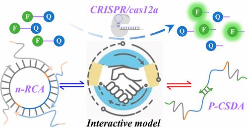 Cross-Priming-Linked Hierarchical Isothermal Amplification Programming Progressive Activating Clustered Regularly Interspaced Short Palindromic Repeats/Cas12a in miRNA Signaling.