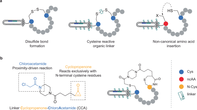 Proximity-driven site-specific cyclization of phage-displayed peptides