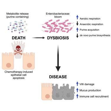 Metabolite-based inter-kingdom communication controls intestinal tissue recovery following chemotherapeutic injury