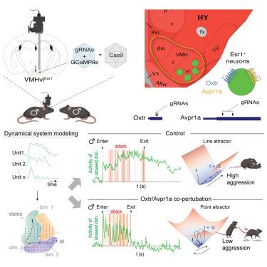 A line attractor encoding a persistent internal state requires neuropeptide signaling.