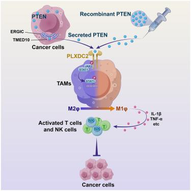 Secreted PTEN binds PLXDC2 on macrophages to drive antitumor immunity and tumor suppression