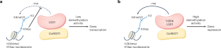 Coaching LSD1 to ignore acetylation