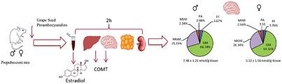 Sex Differences in the Absorption, Disposition, Metabolism, and Excretion of Grape Seed Proanthocyanidins in Prepubescent Rats